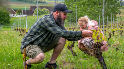 Mick och Joanna Daly tittar till Hällåkras vindruvsstockar ända fram till höstens skördetid. - Skörden brukar pågå under en månads tid, säger Joanna Daly. Ibland ända in i november. Det är väldigt väderberoende.