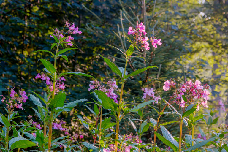 Blommande jättebalsamin