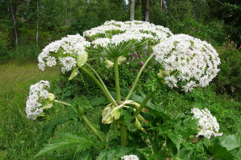 Blommande jätteloka