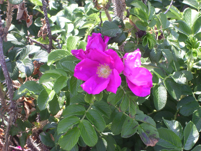 blommande vresros