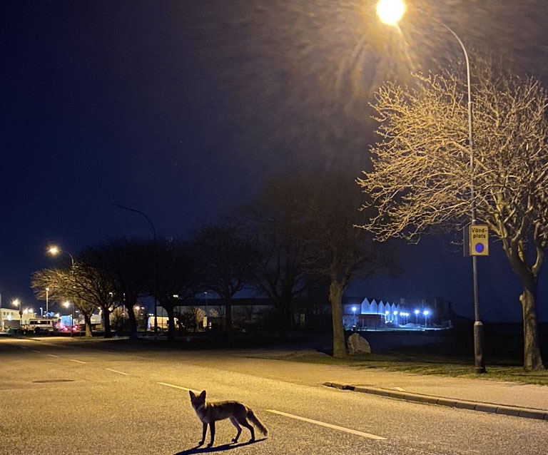 Räv på tom gata