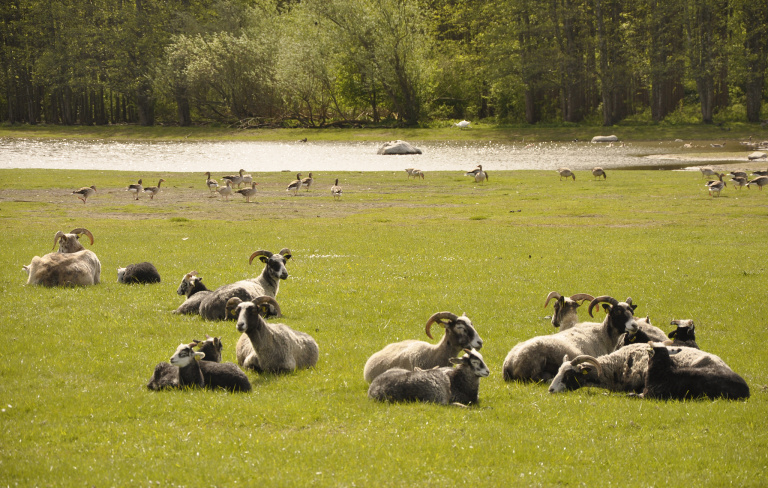 Mål 6 Natur och landsbygd, betesdjur