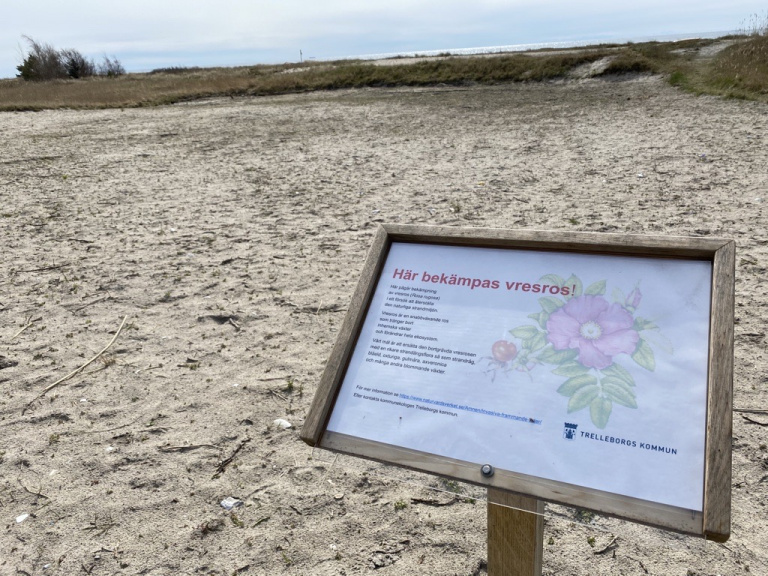 Skylt på strand som berättar att vresrosor bekämpas