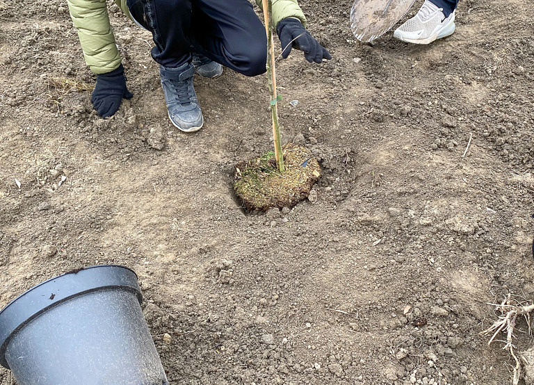 jord, trädplanta fötter