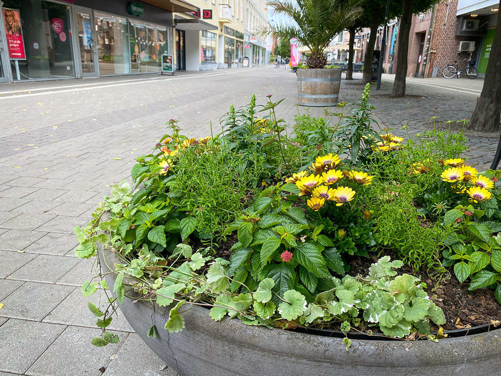 Sommarblommor på Algatan i Trelleborg