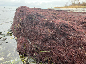 tång i Beddingestrand.