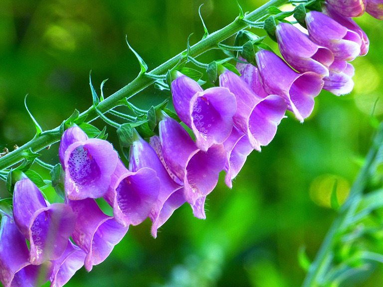 fingerborgsblomma.